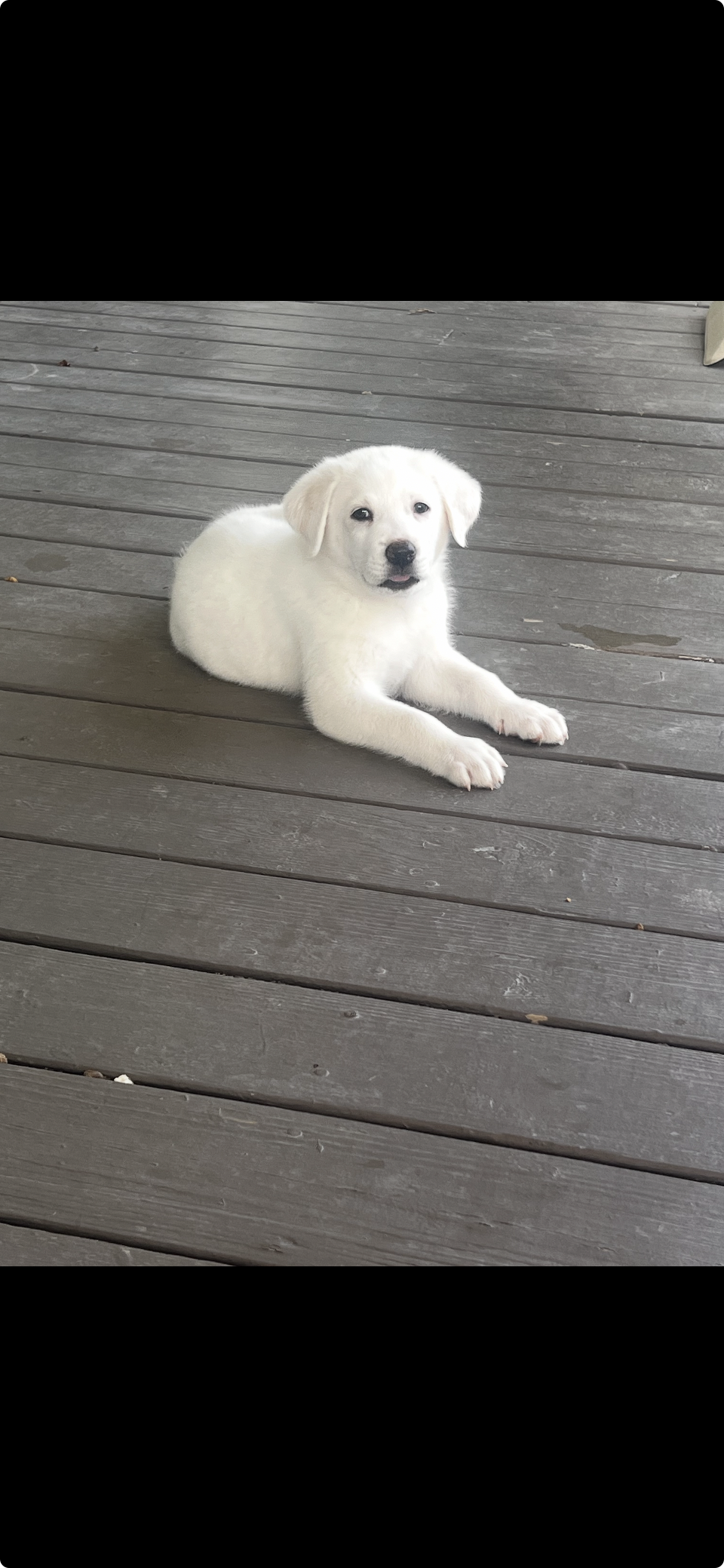 Lacey